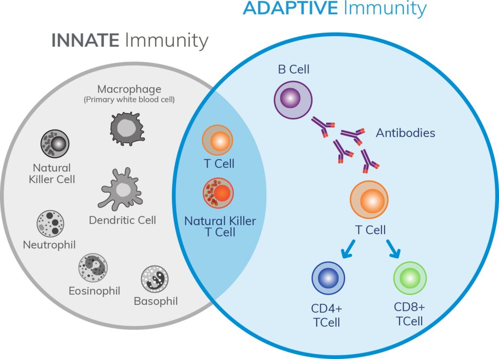 What Is Immune Tolerance? - Anokion