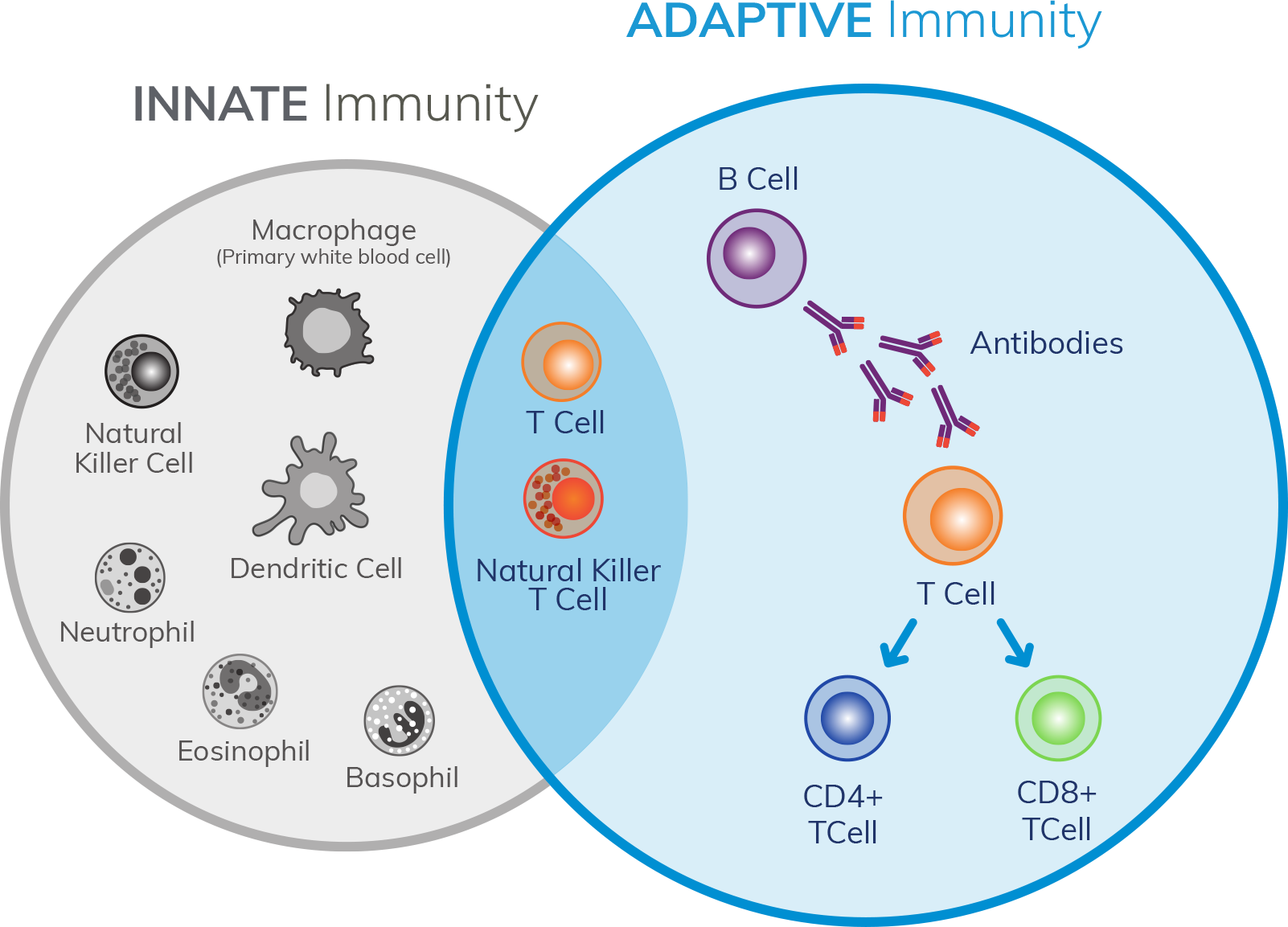 What is Immune Tolerance? - Anokion